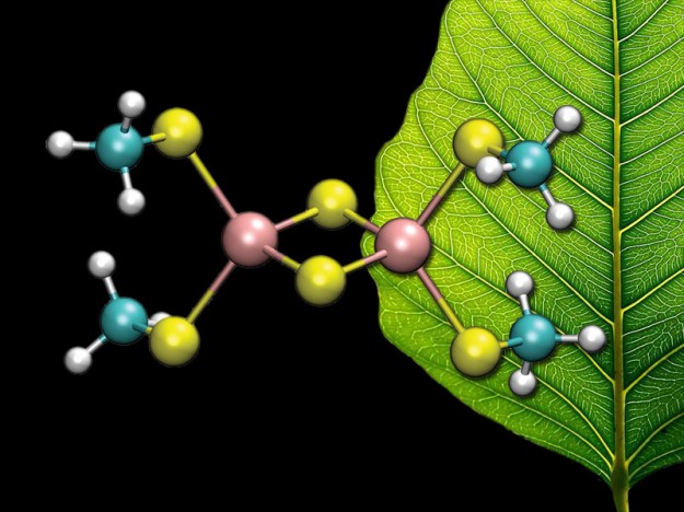 [2Fe–2S] cluster in front of a leaf. (Image by C. Todd Reichart)