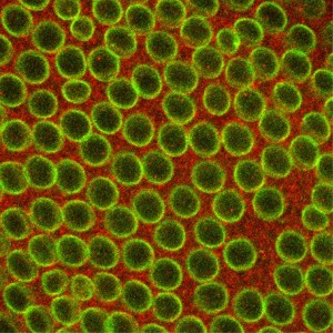 Fruit fly embryo
