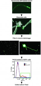 Research image
