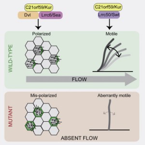 When the kurly protein is mutated, the cilia cannot orient and move properly. 