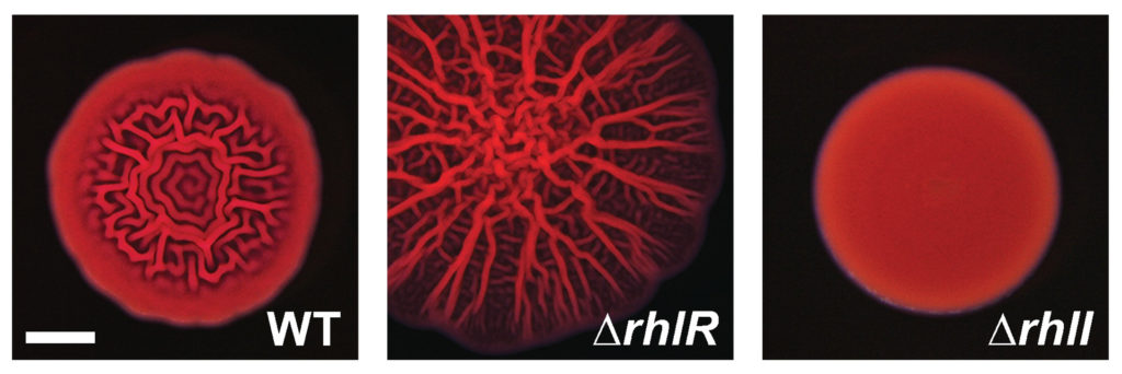 Biofilms